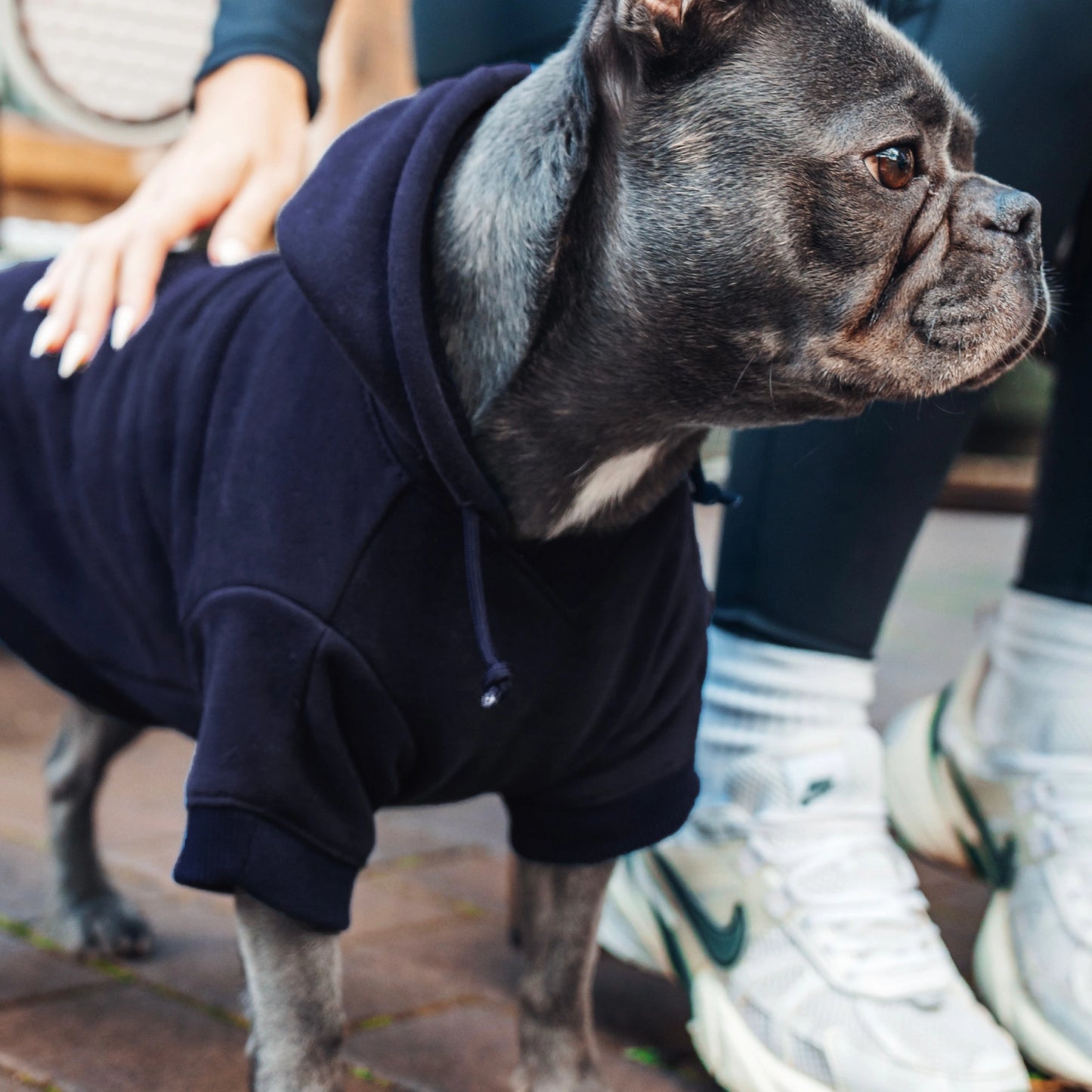 Winter Dog Hoodies - Marineblau