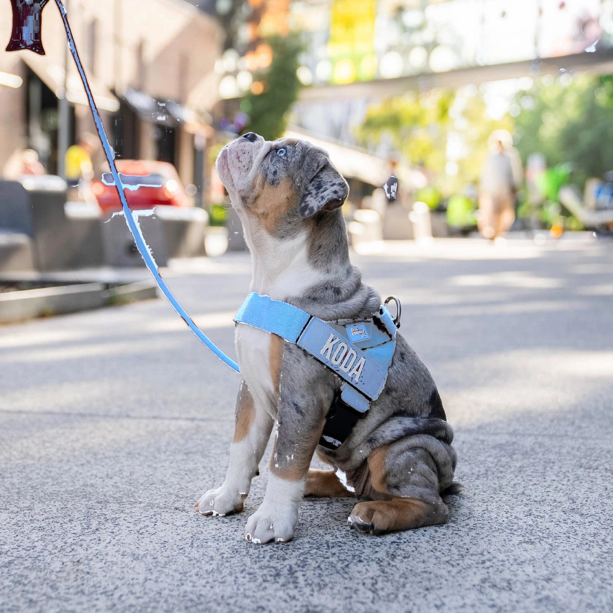 Merle puppy in the Air harness with the name KODA, looking up on a city street, on the bungee leash