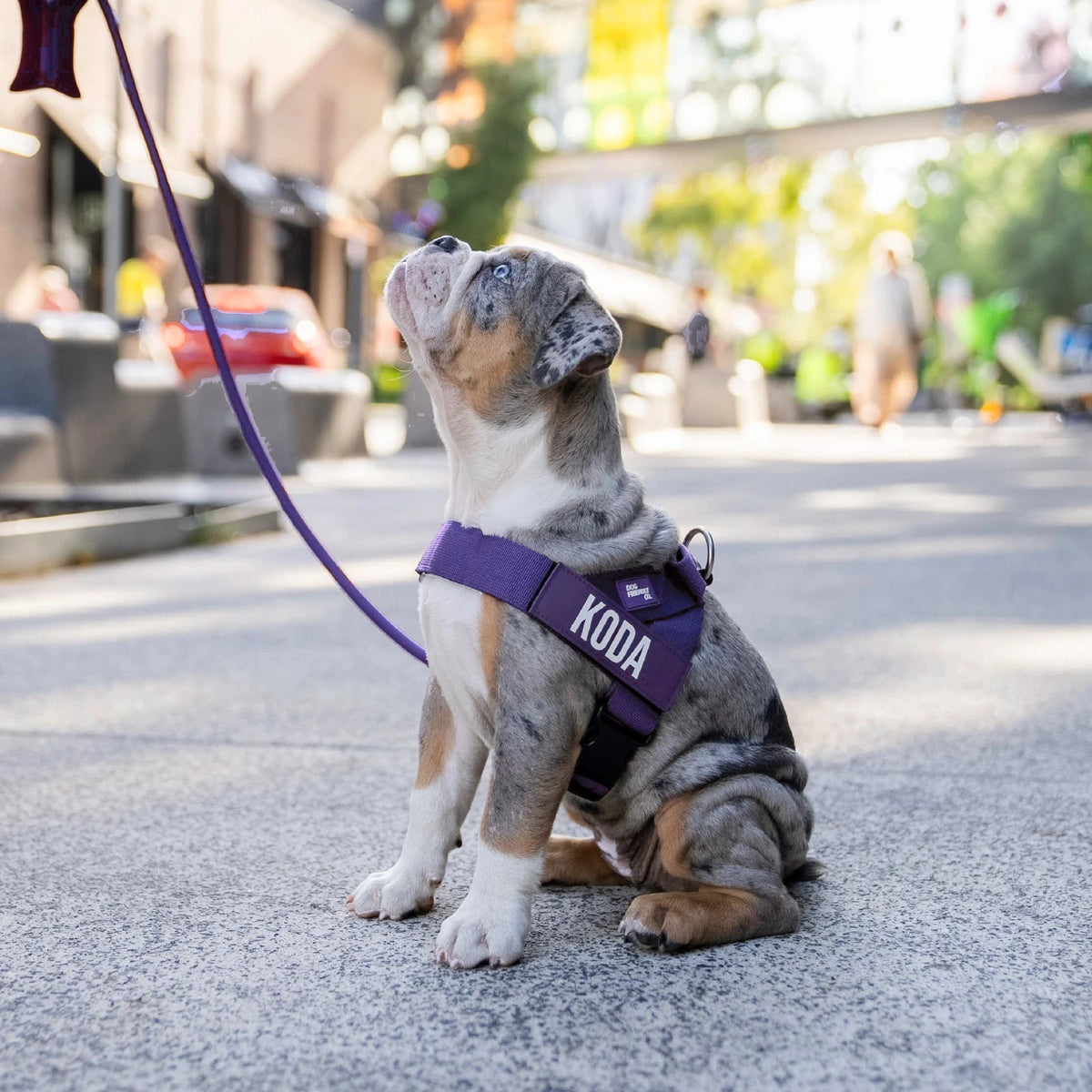 Merle puppy in the Indigo harness with the name KODA, looking up on a city street, on the bungee leash