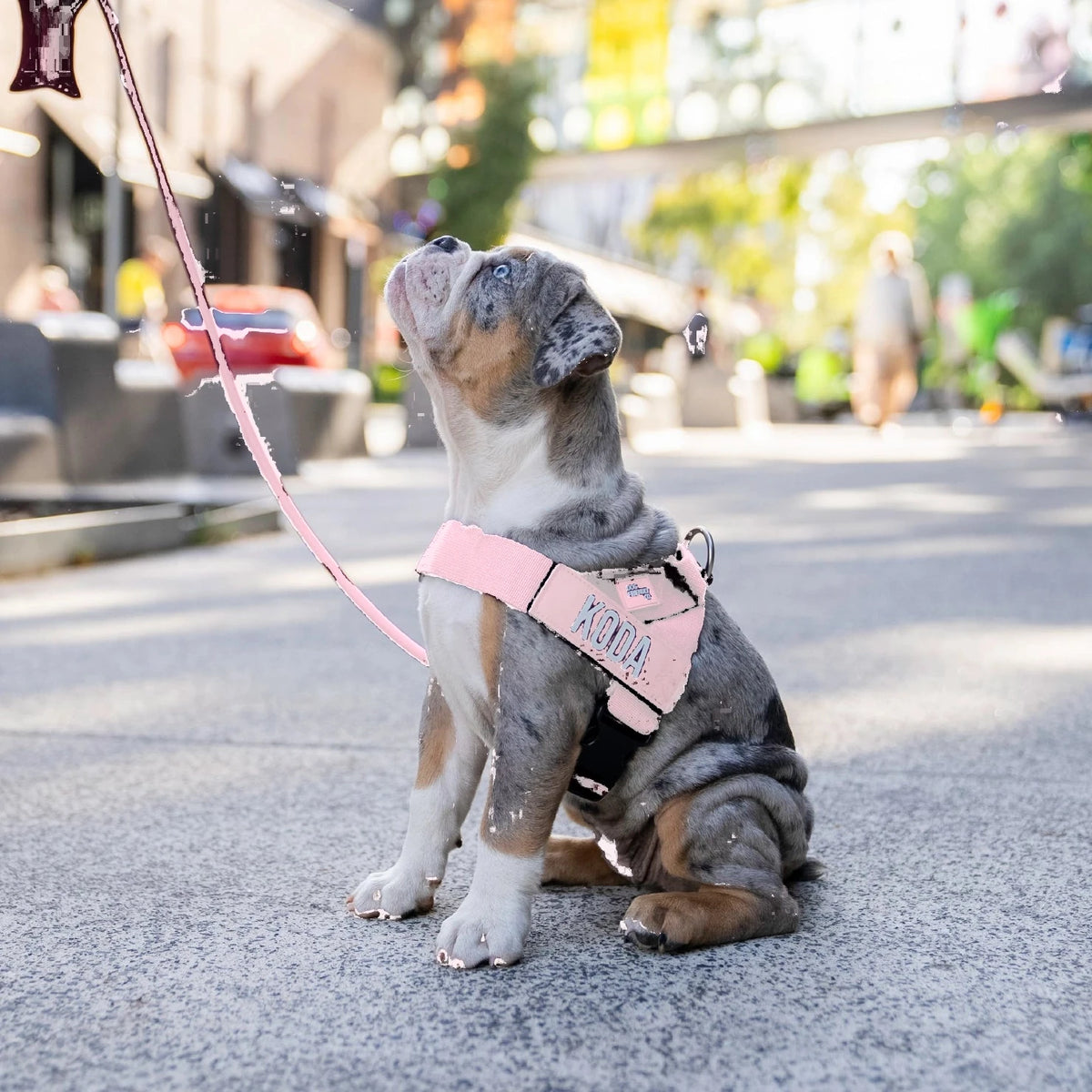 Merle puppy in the Sakura harness with the name KODA, looking up on a city street, on the bungee leash