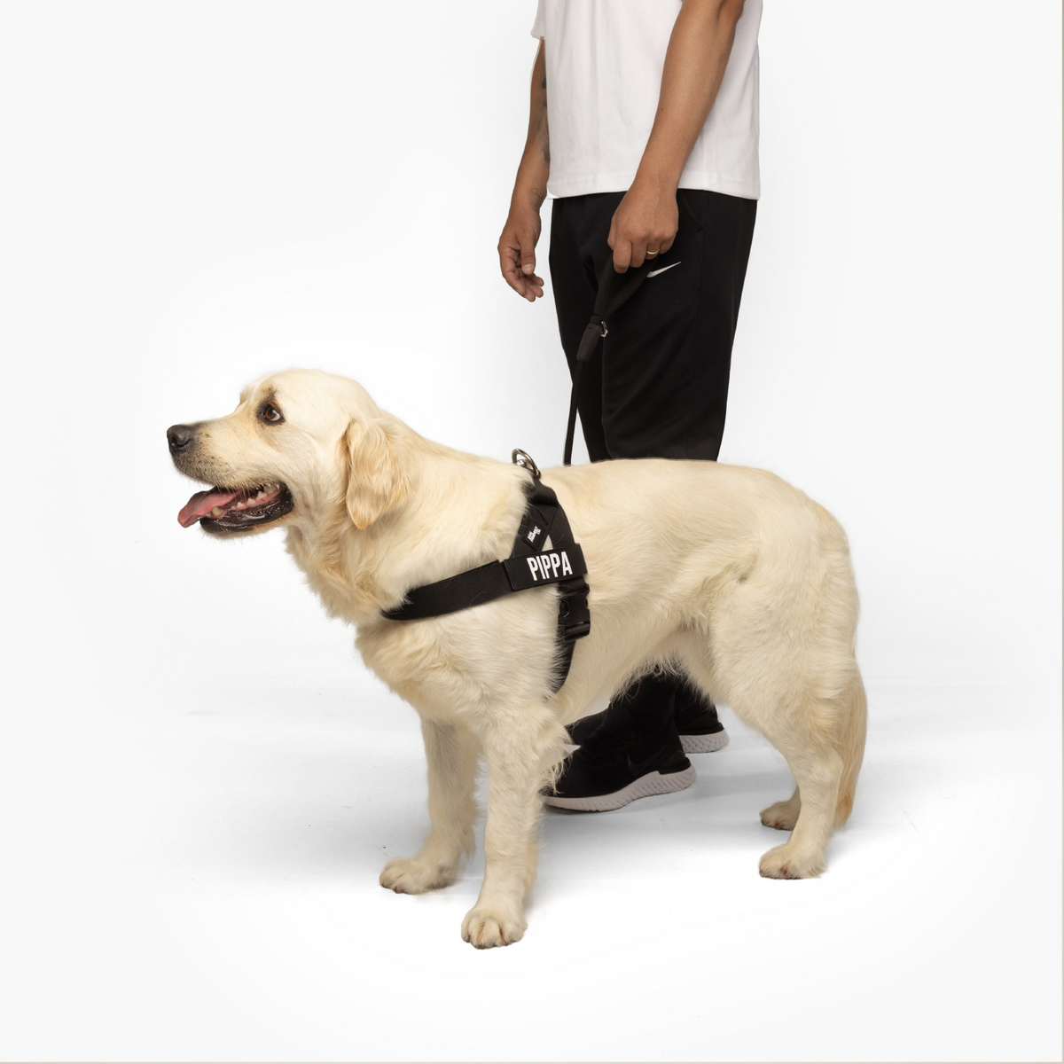 Dog wearing black signature kit bundle
