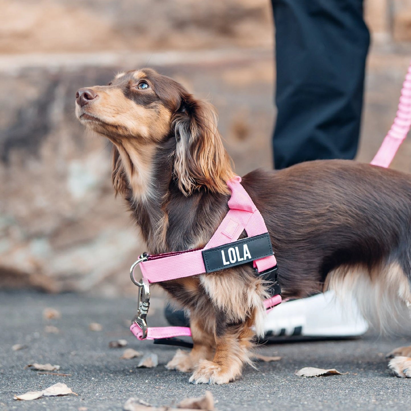 Signature-Kit - Rosa