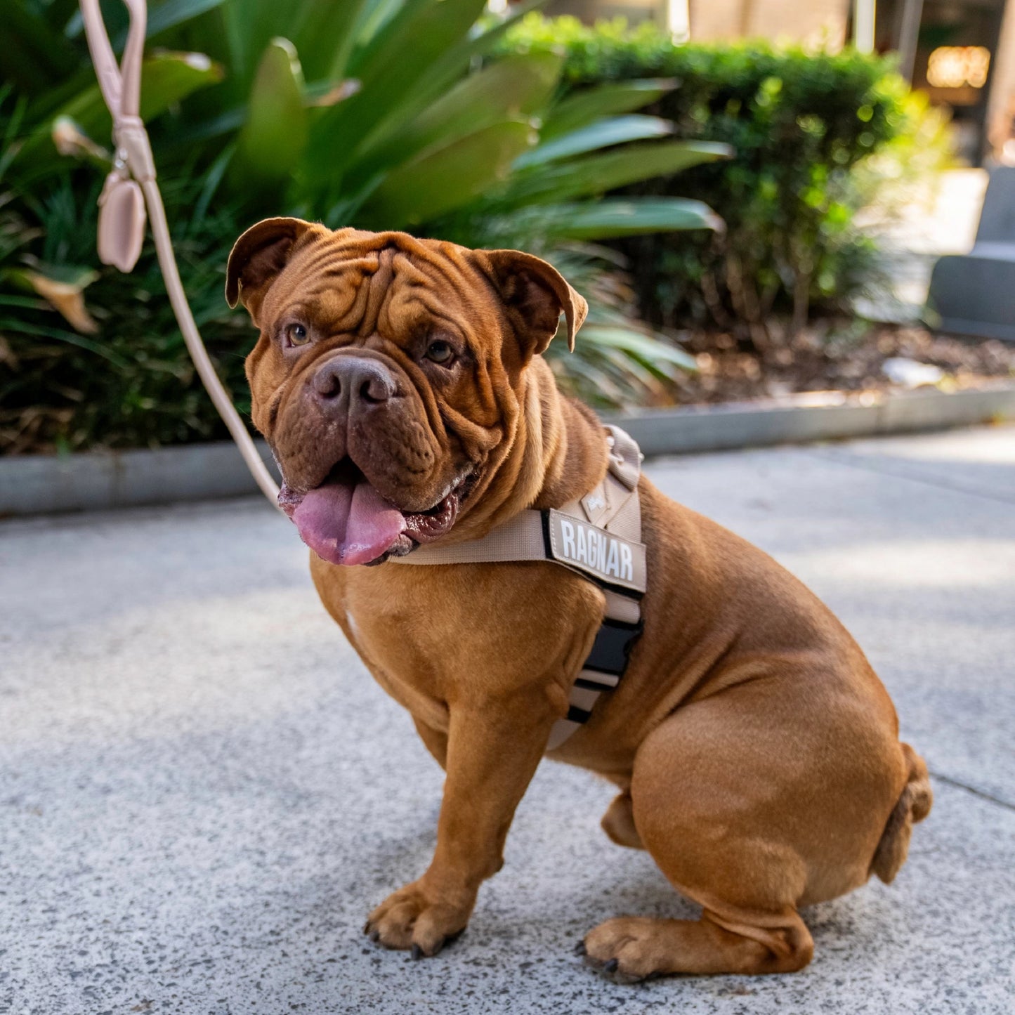 Signature-Kit - Braun