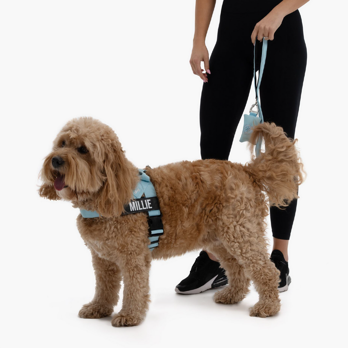 Dog wearing sky blue signature kit bundle