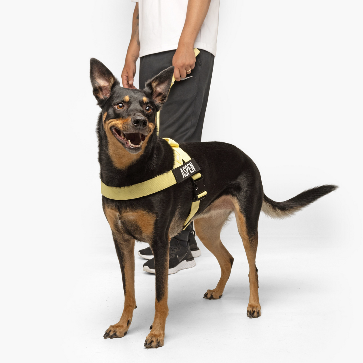 Black and tan dog standing on a white background in the yellow Dog Friendly Co. harness, led on the matching yellow bungee leash