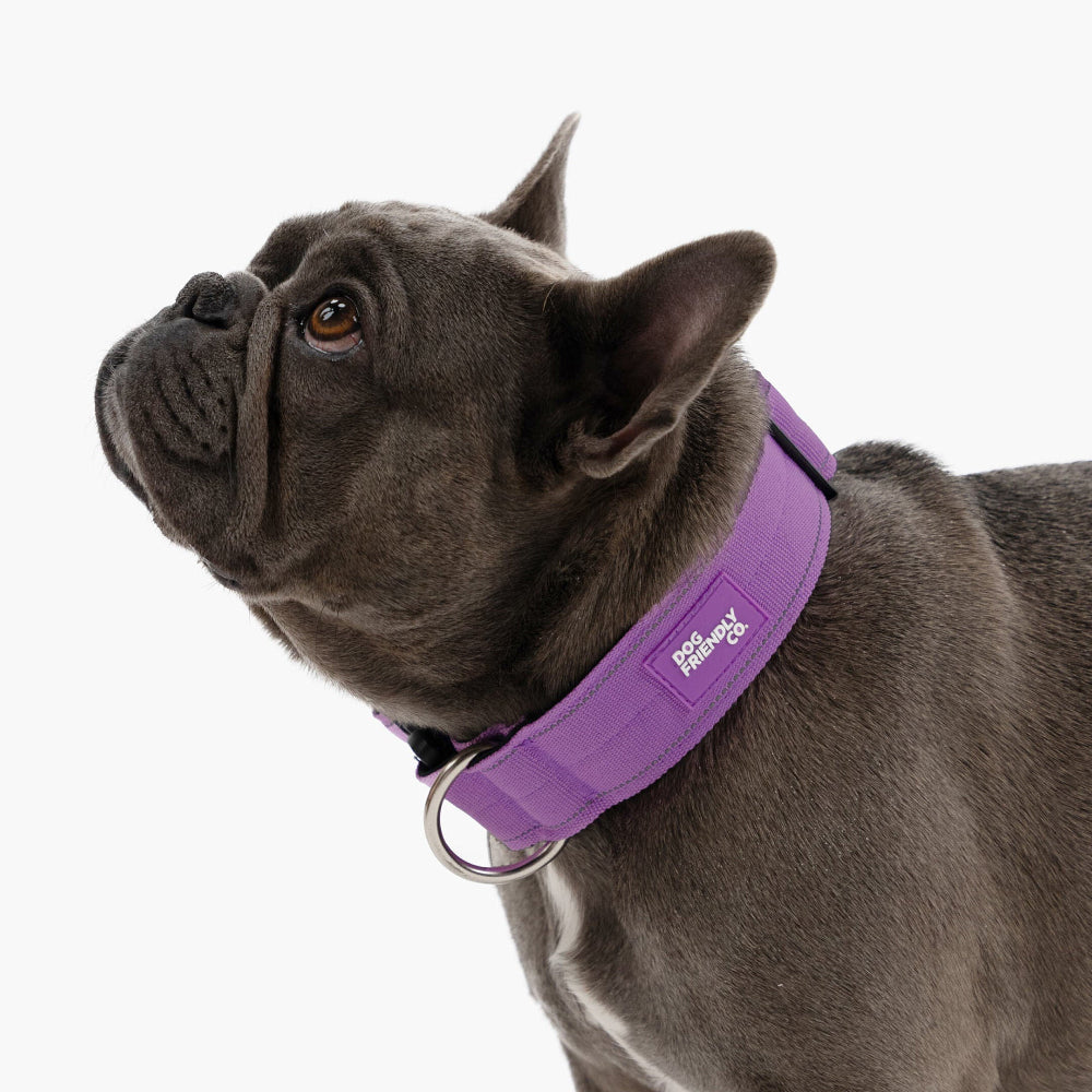 Taktisches Hundehalsband - Violett