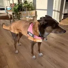 Customer dog wearing a pink harness