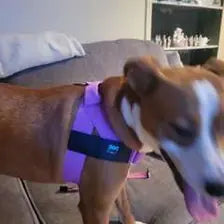 Customer dog wearing a pink harness