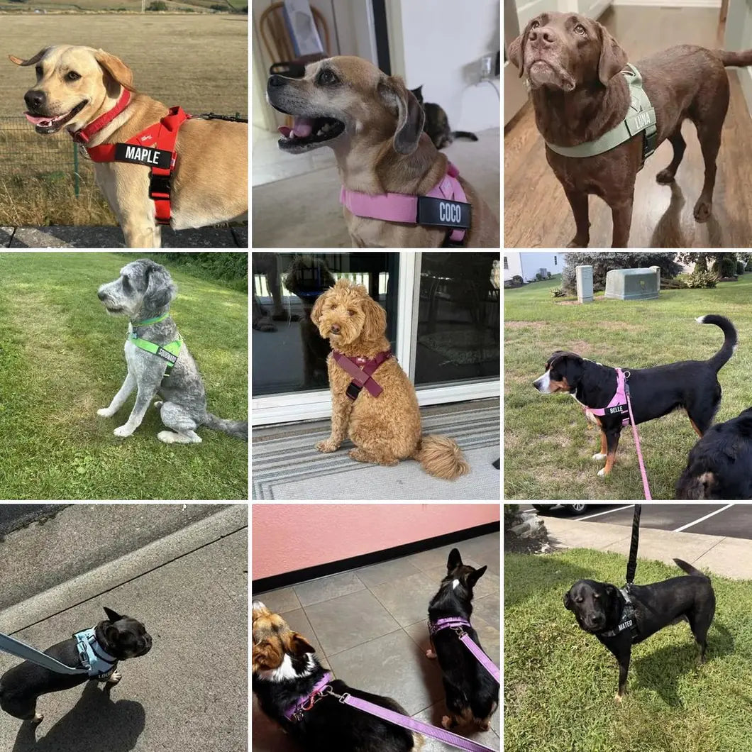 Nine customer photos of dogs wearing the harness