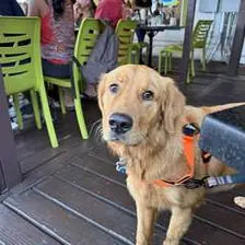 Customer dog wearing a hi-vis orange harness