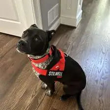 Customer dog wearing a red harness