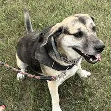 Customer dog wearing a harness