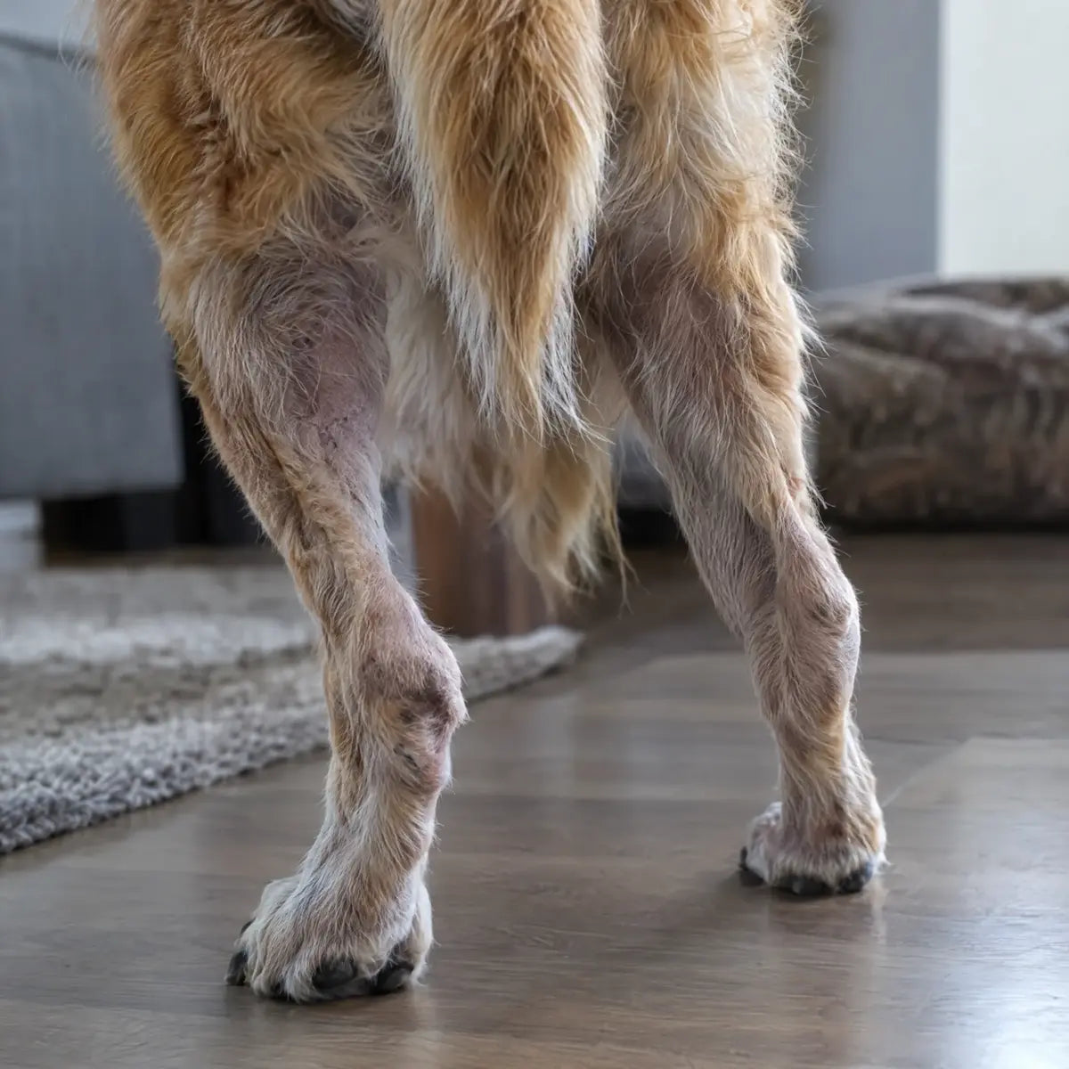 A senior dog’s back legs standing on a hard floor