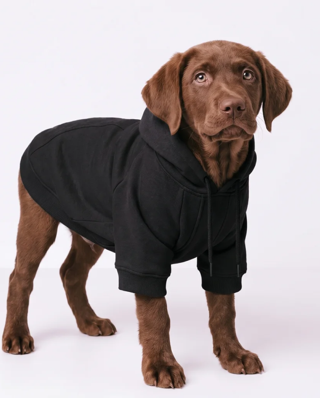 Dog Hoodie – Black – on a dog