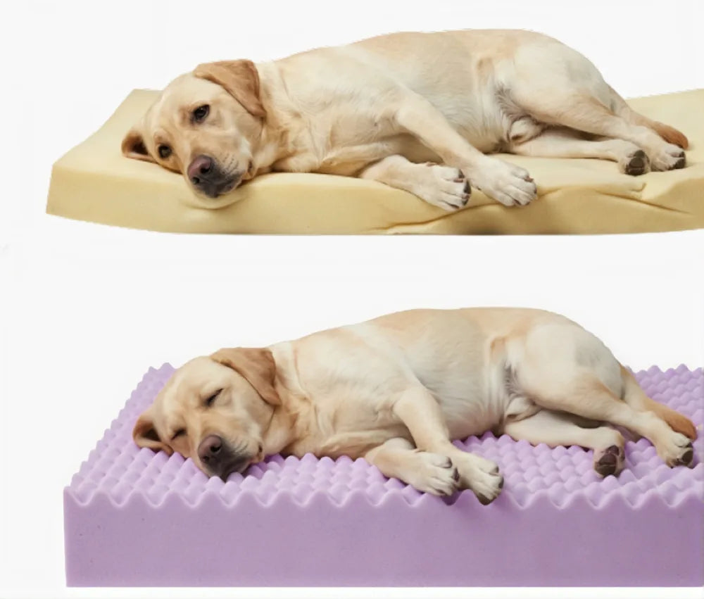 The same Labrador lying on a flat foam slab above, and on the egg-crate bed below.