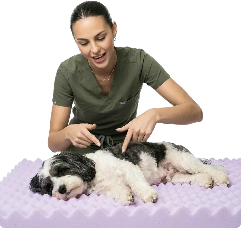 A vet examining a dog lying on its side