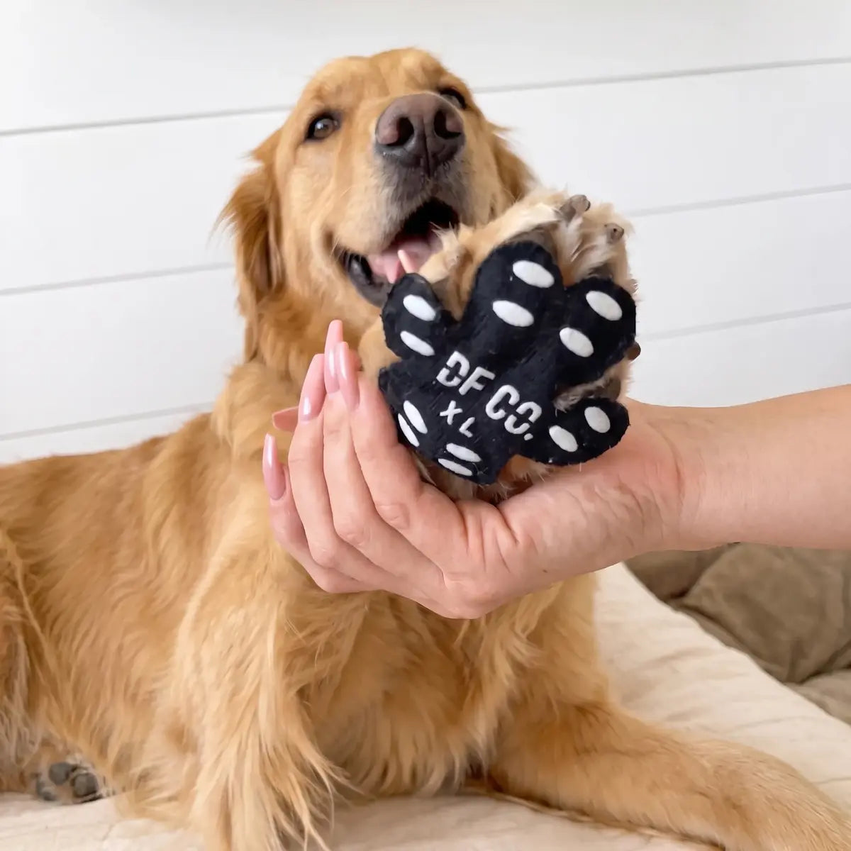 Owner holding a dog’s paw with a pad on it