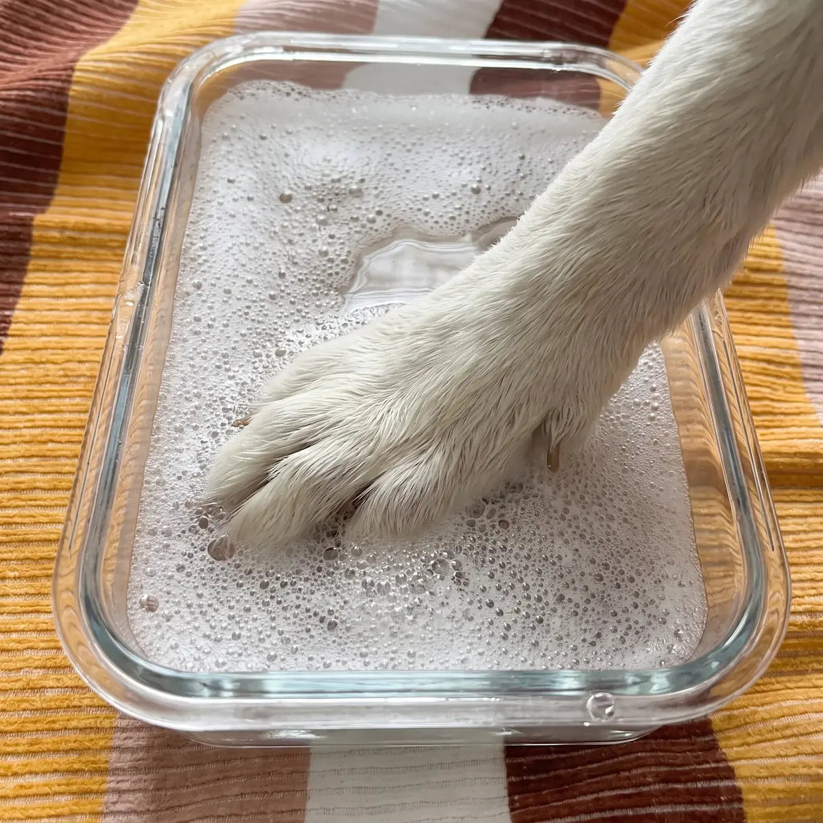 Dog’s paw soaking in a shallow dish of soapy water
