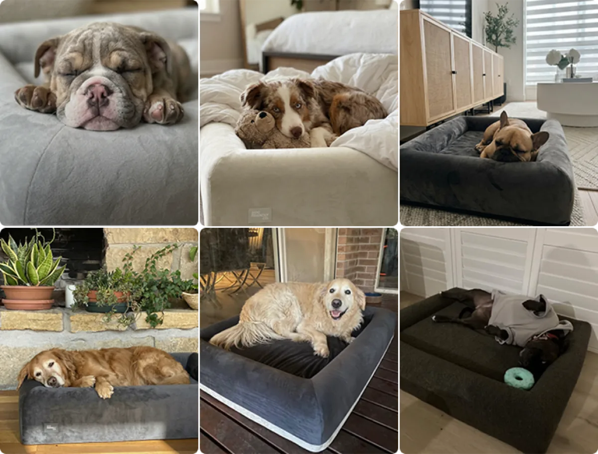 Six owner photos of dogs asleep on the bed in their own homes.