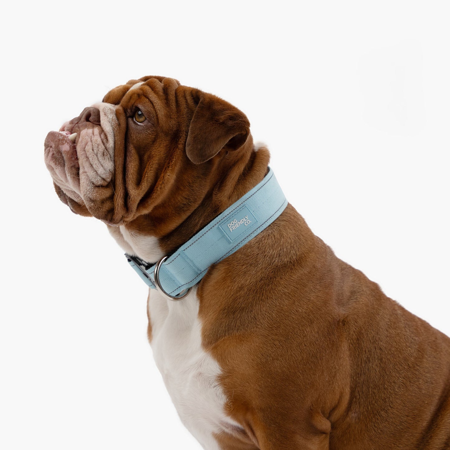 Taktisches Hundehalsband - Himmelblau