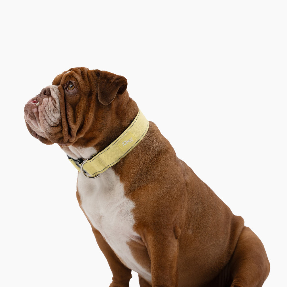 Taktisches Hundehalsband - Gelb