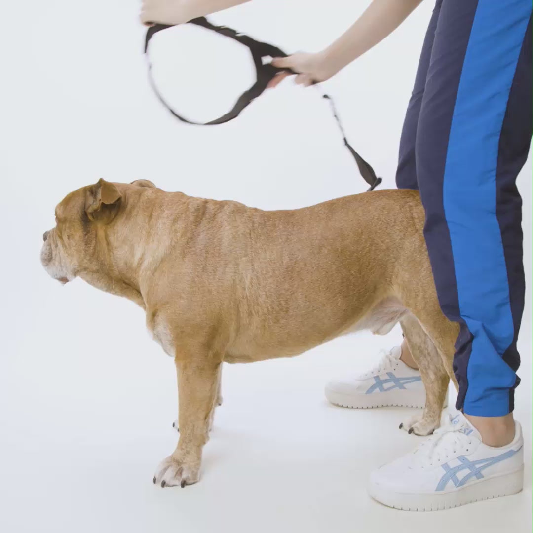 Signature Kit + D-Ring + Free Poop Bag Holder + Free Poop Bags + Tennis Ball - Black