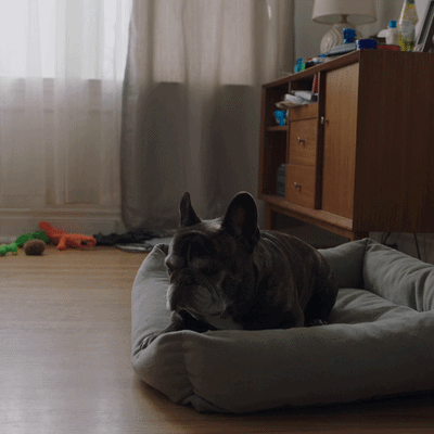 A French bulldog settling onto a dog bed