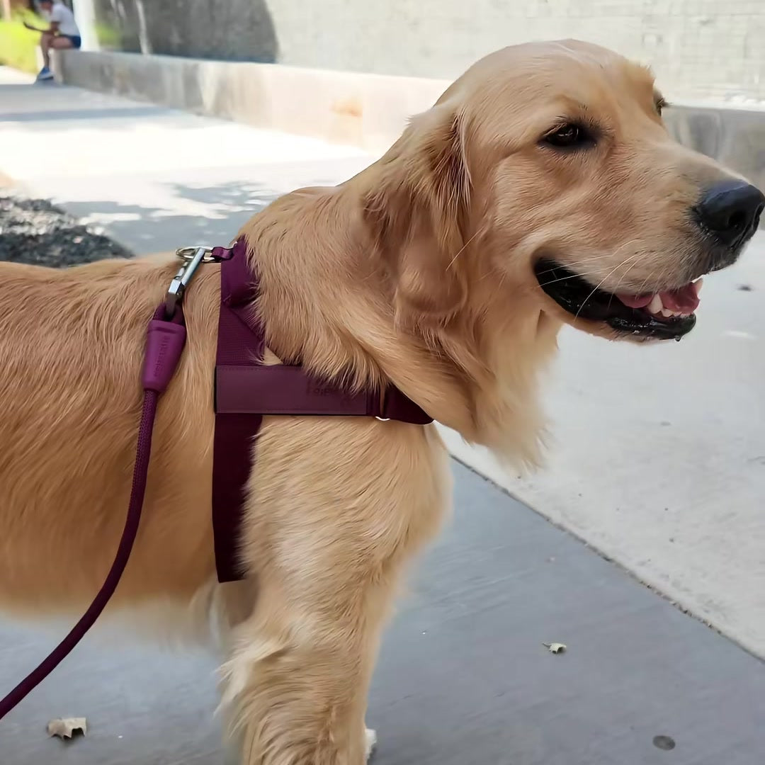 River standing comfortably in his burgundy harness